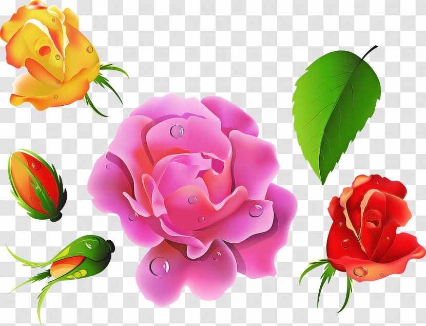 Garden Roses - Hybrid Tea Rose - Family Transparent PNG