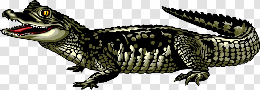 Alligator Cartoon - Bayou - Claw Scaled Reptile Transparent PNG