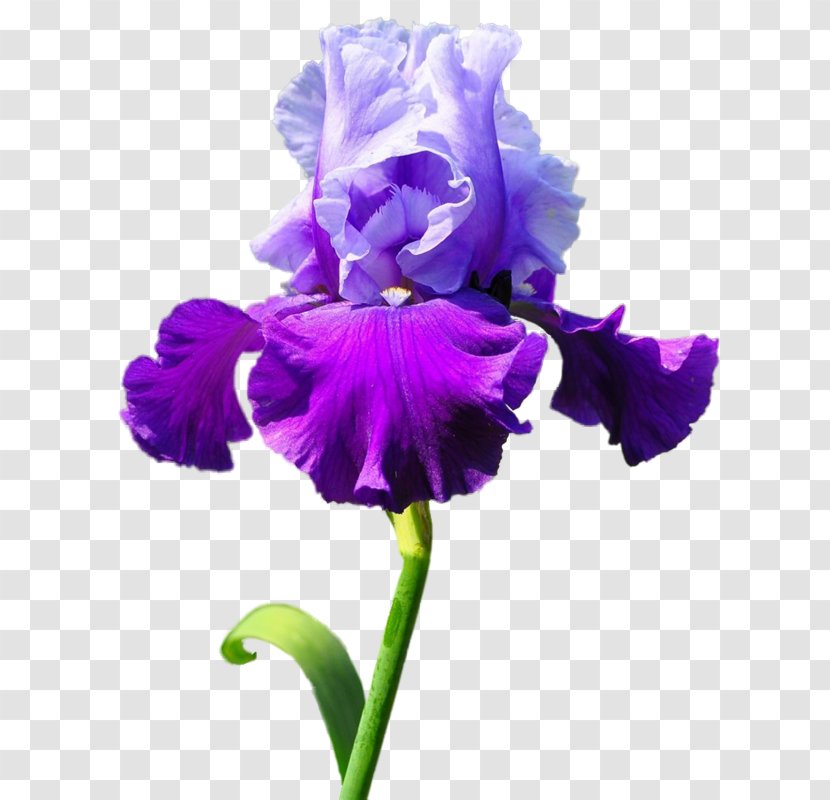 Irises Flower Blume Clip Art - Viola Transparent PNG