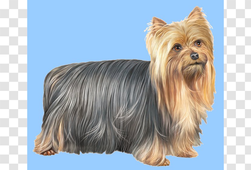 Yorkshire Terrier Australian Silky Cairn Norwich - Breed Transparent PNG