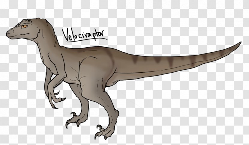Velociraptor Tyrannosaurus Drawing Dinosaur - Animal Transparent PNG
