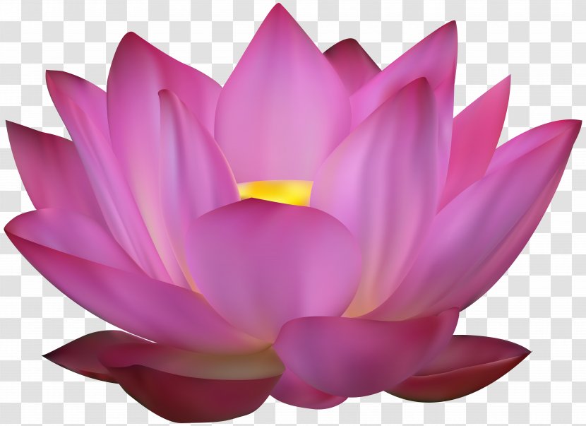 Sacred Lotus Clip Art - Lighting - Pink Image Transparent PNG