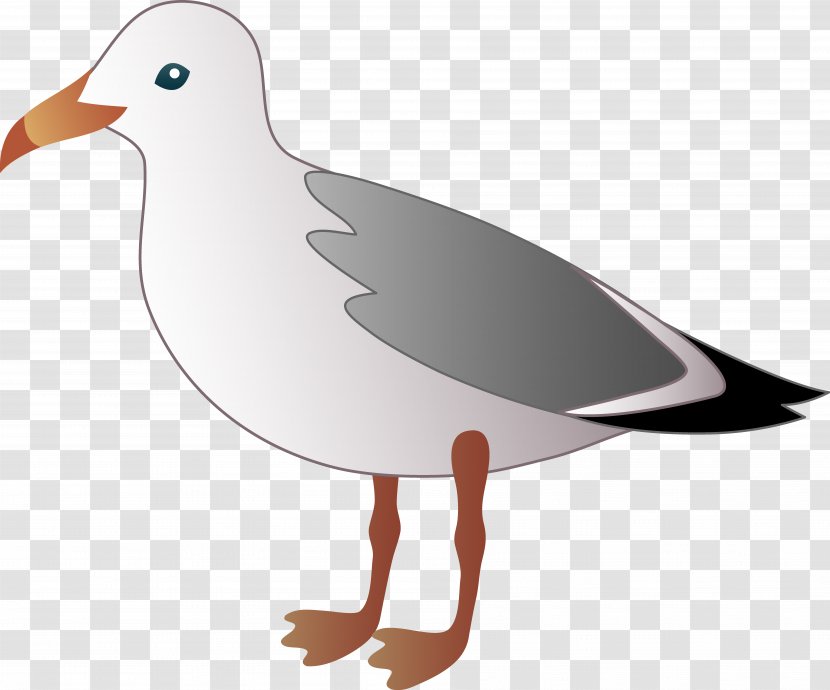 Gulls Bird Clip Art - Free Content - Funny Seagulls Cliparts Transparent PNG