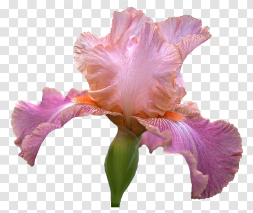 Irises Cut Flowers Computer Mouse Cattleya Orchids - Adam Jones - Iris Transparent PNG