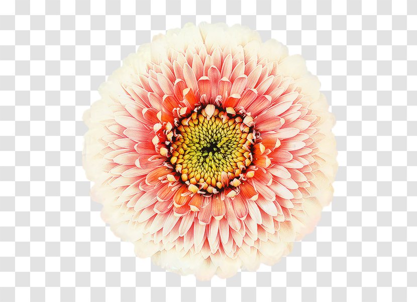 Flowers Background - Pink - Gazania Artificial Flower Transparent PNG