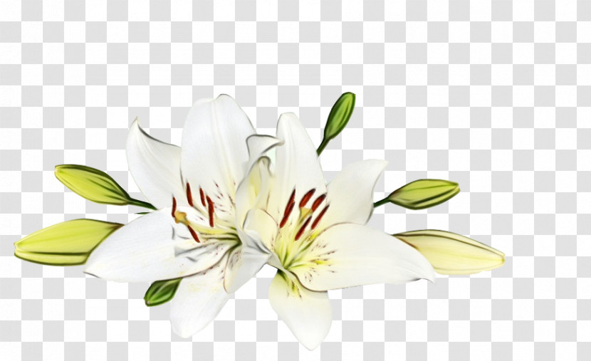 Flower Lily Plant Petal Yellow Transparent PNG