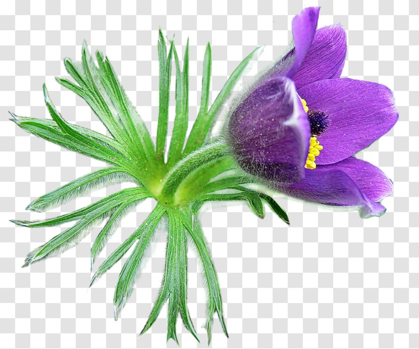 Eastern Pasqueflower Crocus Clip Art - Violet Family - Flower Transparent PNG