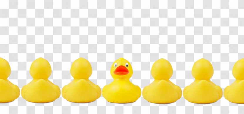 Duck Change Management Genetic Testing Business Process - Little Yellow Transparent PNG