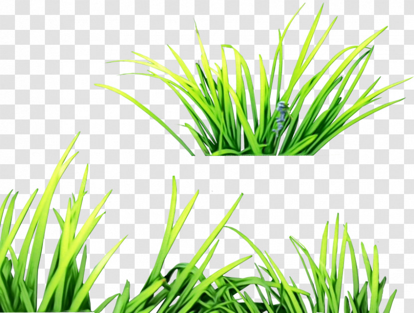 Aquarium Decor Plant Stem Fresh Lemongrass Commodity Sweet Grass Transparent PNG