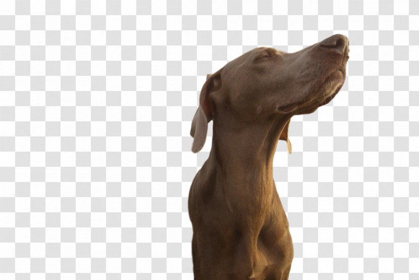 Weimaraner Puppy Snout Groupm Transparent PNG