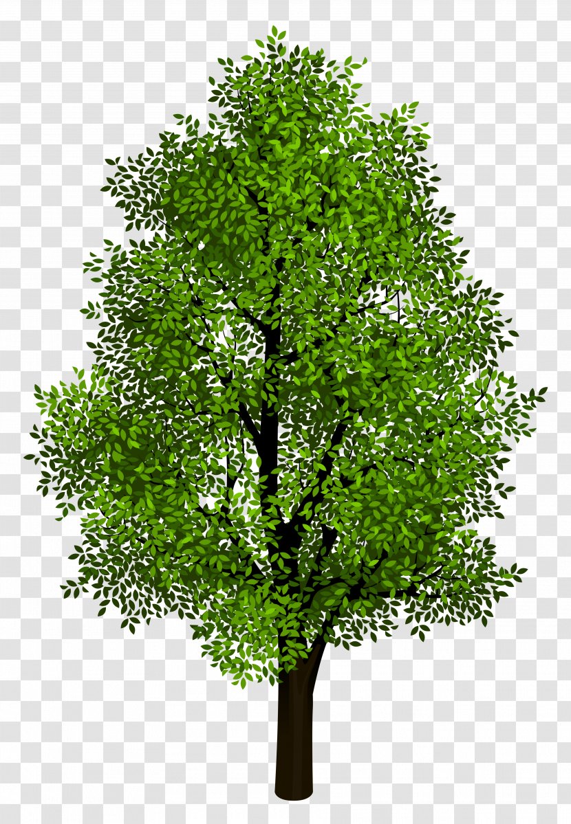 Tree Clip Art - Transparent Cliparts Transparent PNG