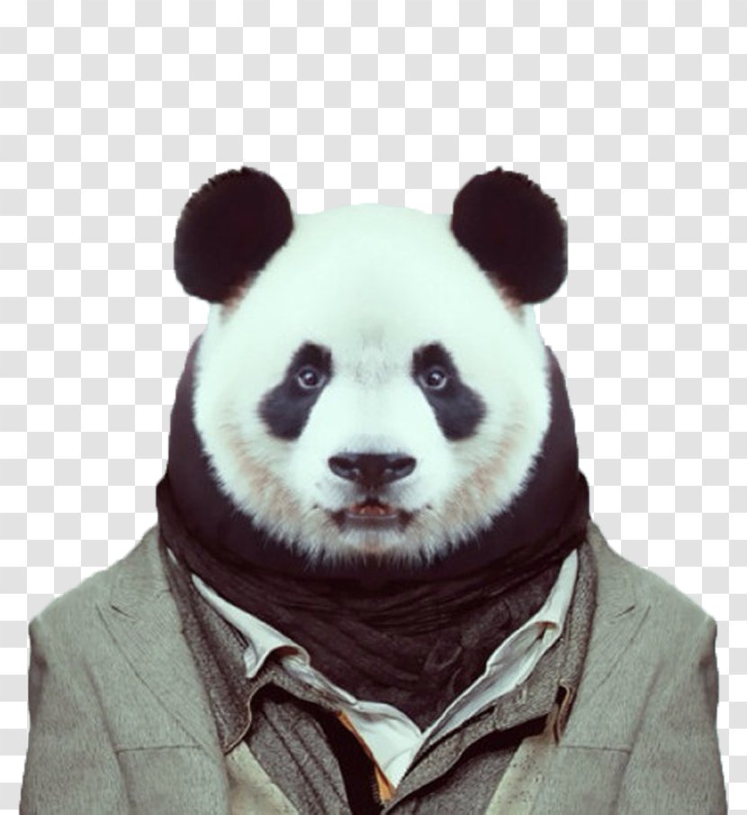 Zoo Portraits Visual Arts Dog Giant Panda - Fur - Mr. Transparent PNG