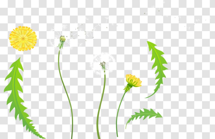 Desktop Wallpaper Petal Flower Plant Stem - Computer - Organism Transparent PNG