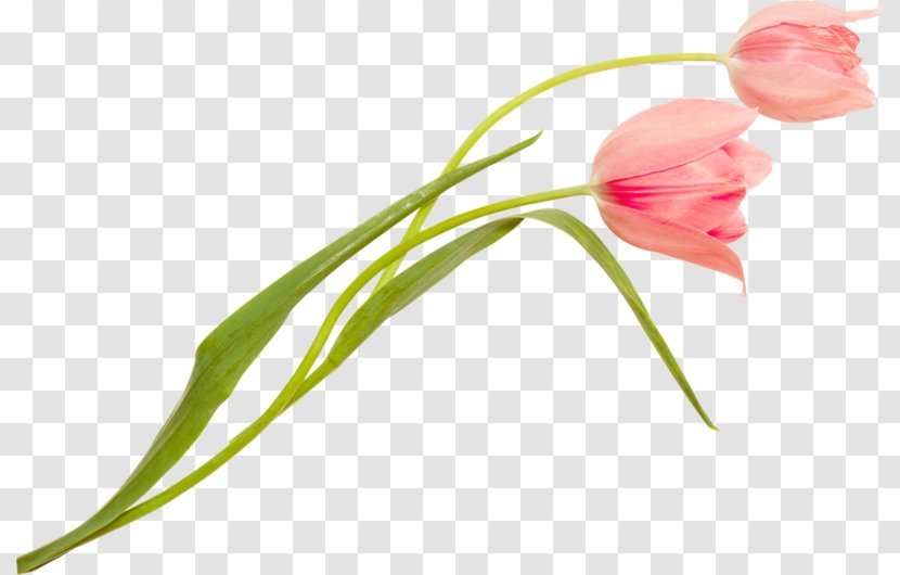 Tulip Cut Flowers Karstil Stretch Ceiling Plant Stem Transparent PNG