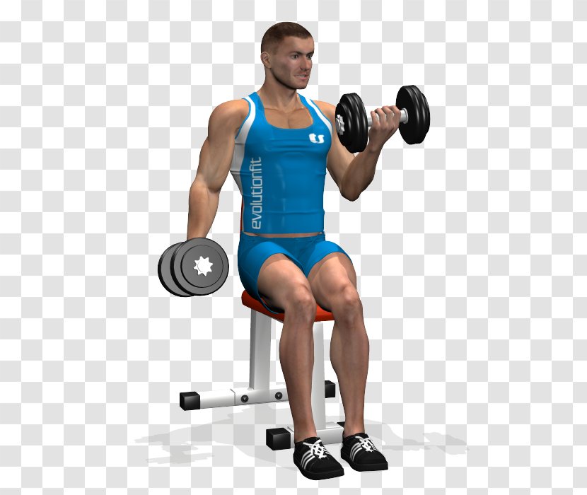 Weight Training Bodybuilding Biceps Curl Dumbbell - Silhouette Transparent PNG
