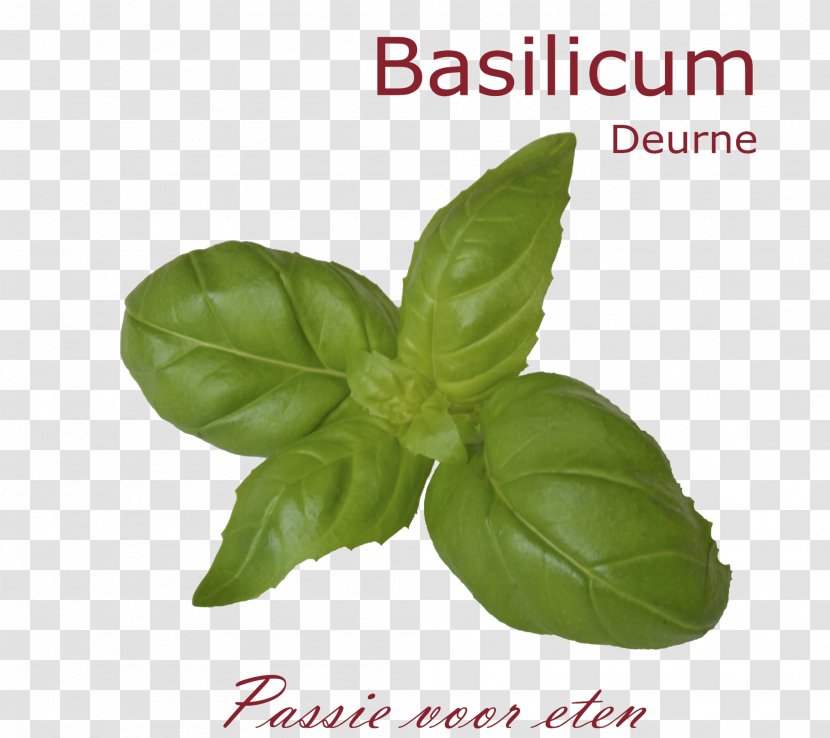 Basilicum Deurne Catering Good Friday Italy - Easter - Basil Transparent PNG