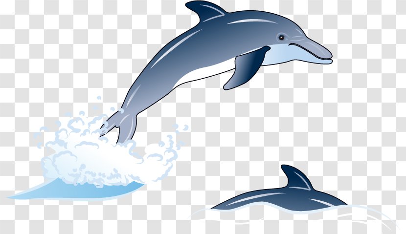 Common Bottlenose Dolphin Short-beaked Tucuxi Rough-toothed Wholphin - Marine Mammal - Sea Element Vector Effects Transparent PNG