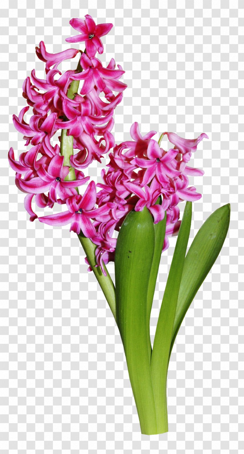 Hyacinth Clip Art - Flowerpot - Flower Transparent PNG