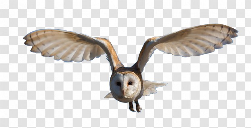 Owl Bird - Fauna Transparent PNG