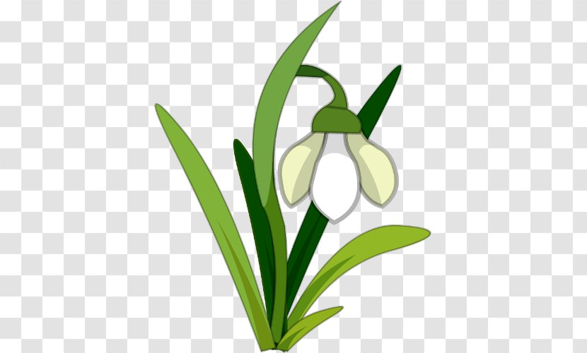 Snowdrop Lilium Clip Art - Flower - Document Transparent PNG