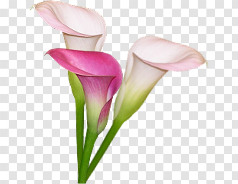 Arum-lily Bog Arum Lilium Flower Clip Art - Lilies Transparent PNG