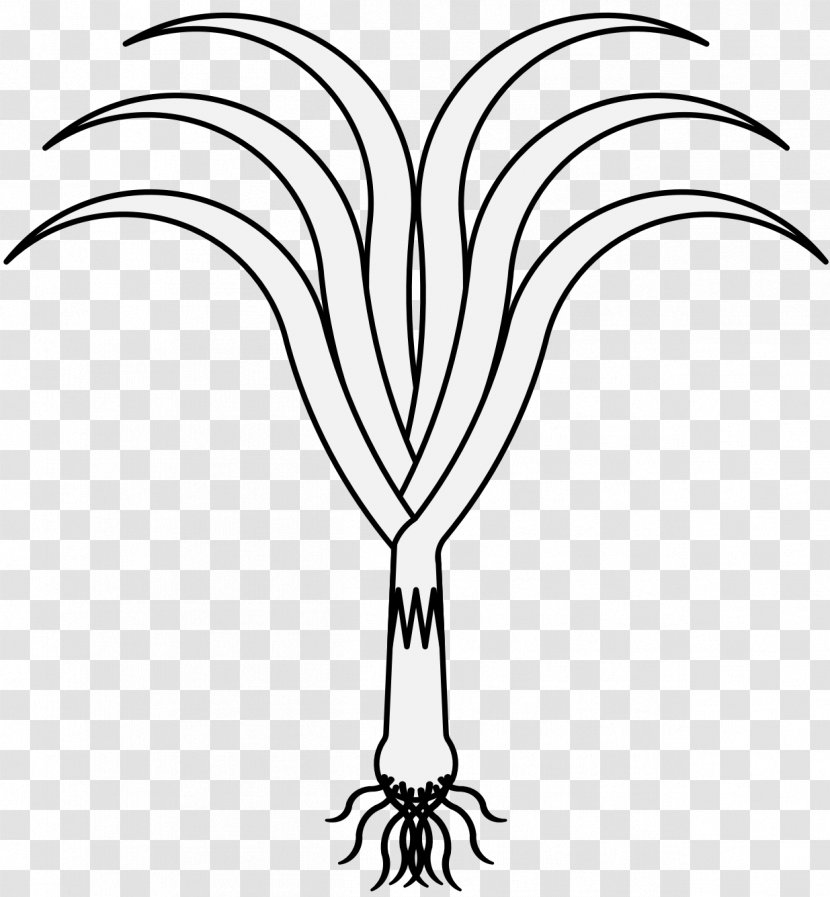 Coloring Book Vegetable Black And White Leek Clip Art Transparent PNG