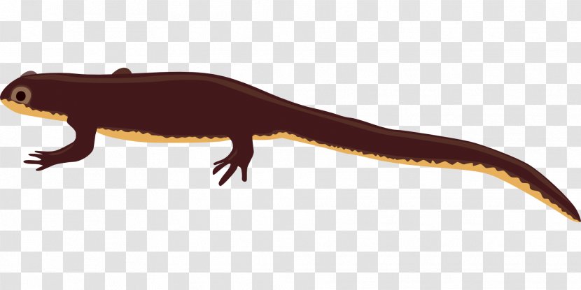 Salamander Newt Clip Art - Fauna - Amphibian Transparent PNG