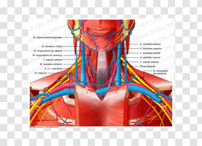 Human Anatomy Body Neck Blood Vessel - Heart Transparent PNG