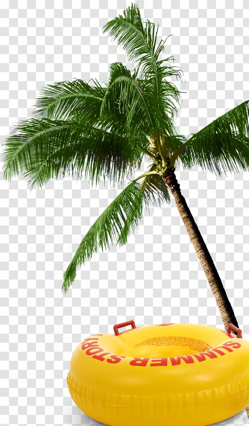 Arecaceae Coconut Tree - Auglis Transparent PNG