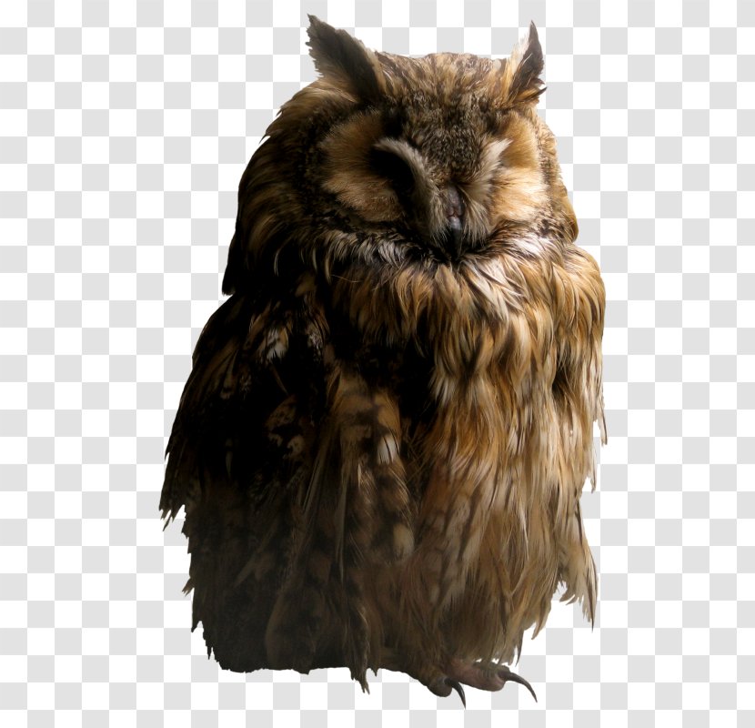 Owl Online Writing Lab Icon - Drawing Transparent PNG
