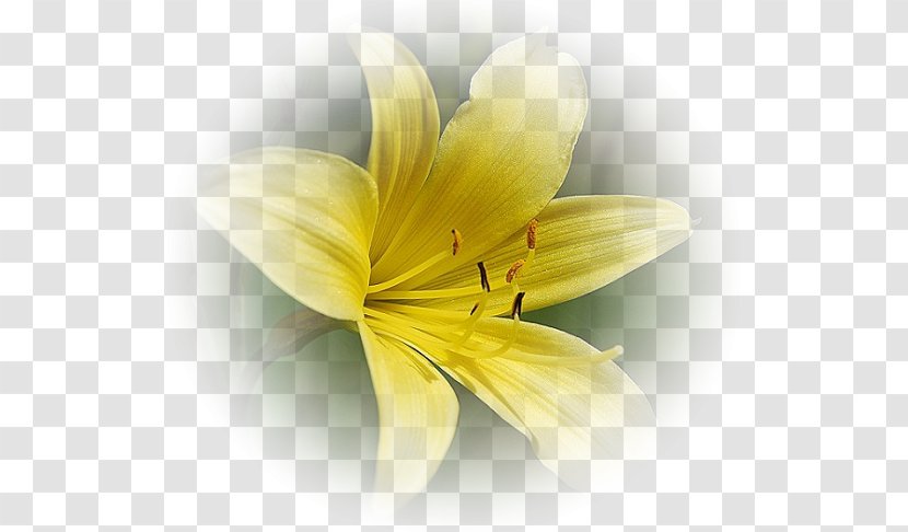 Yellow Flower Red White - Close Up Transparent PNG