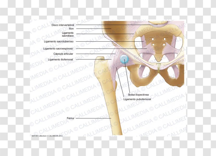 Iliopectineal Line Thumb Hip Bone Human Skeleton - Cartoon Transparent PNG