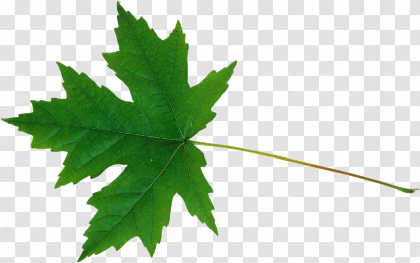 Maple Leaf Sugar Silver Tree - Leaves Transparent PNG