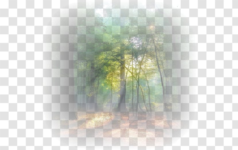 Sunlight Renesmee Carlie Cullen Tree Desktop Wallpaper Mist - Morning Transparent PNG