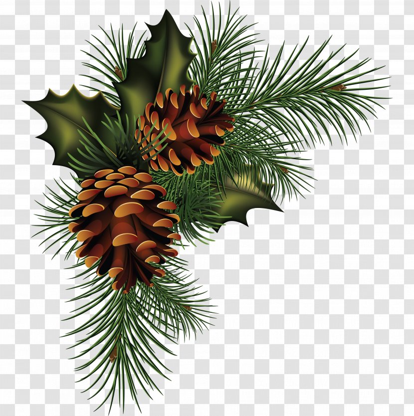 Conifer Cone Pine Fir Spruce - Family - Material Transparent PNG