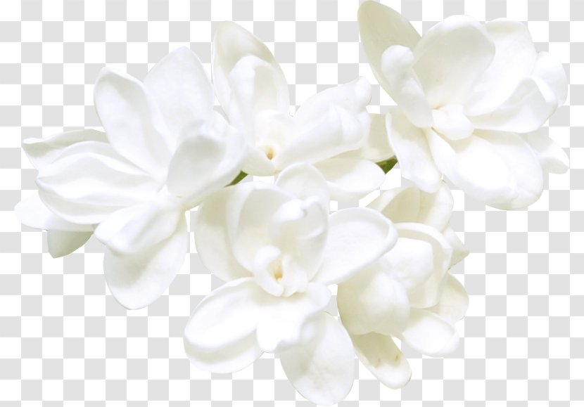 Clip Art Image Flower Cape Jasmine - Petal - White Flowers Transparent PNG