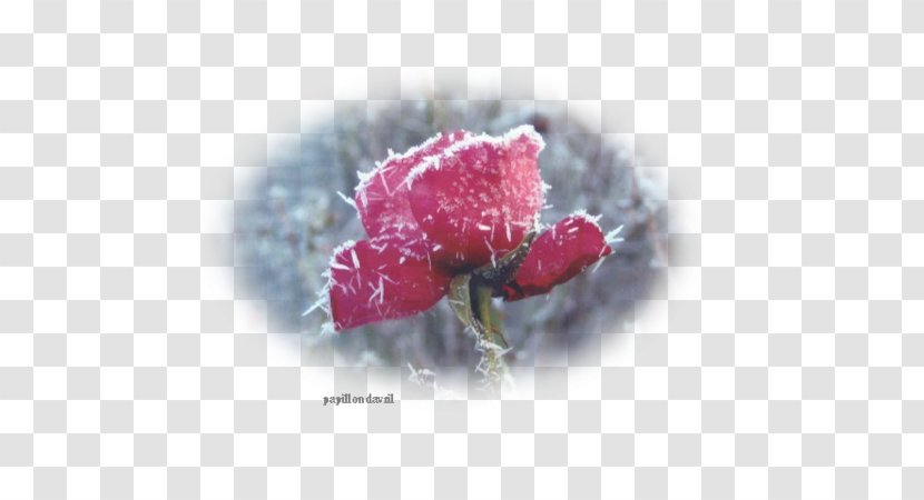 Garden Roses Cut Flowers Petal - Flower - Shabbat Shalom Transparent PNG