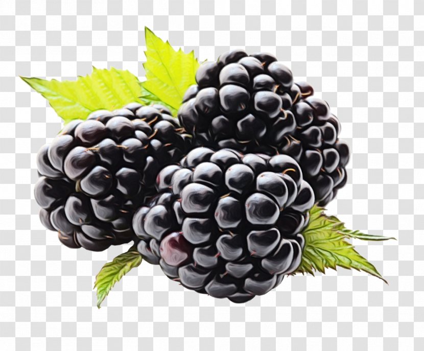 Berry Blackberry Grape Fruit Rubus - Seedless Food Transparent PNG
