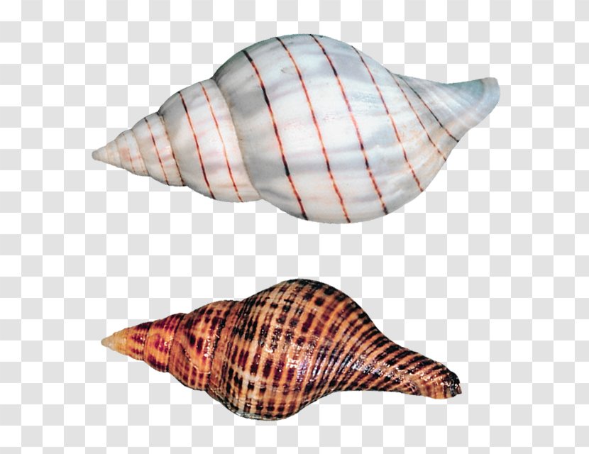Clip Art - Conch - Transparent Sea Snails Shells Picture Transparent PNG
