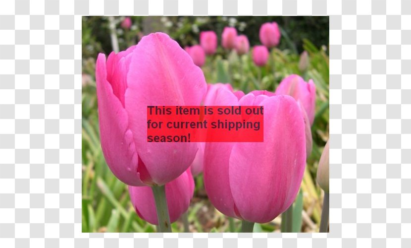Tulip Peony Plant Stem Bud Pink M Transparent PNG