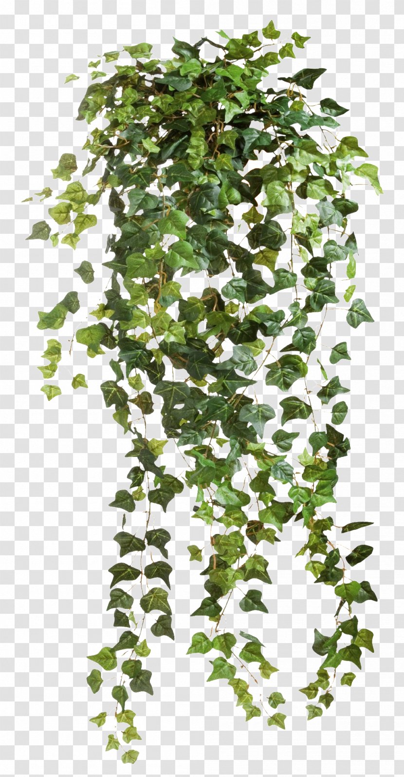 Common Ivy Vine - Flowering Plant - Creative Valentine's Day Transparent PNG