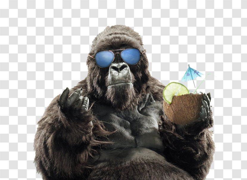 Western Gorilla Primate Orangutan Sunglasses - Asheville - Summer Vacation FIG Transparent PNG