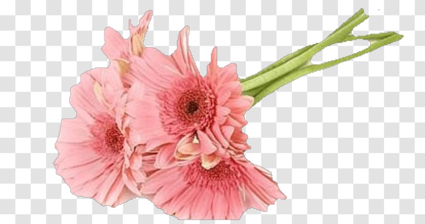 Transvaal Daisy Cut Flowers Floral Design Rose - Family - Ay Transparent PNG