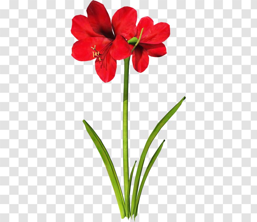 Jersey Lily Download Clip Art - Amaryllis Belladonna - Flower Transparent PNG