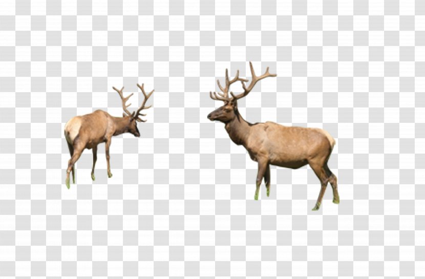 Reindeer Elk Sika Deer - Animal - Deer, Animals Transparent PNG