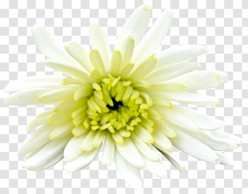 Flower Painting Drawing - Chrysanths - Creative Flowers And Floral Material Transparent PNG