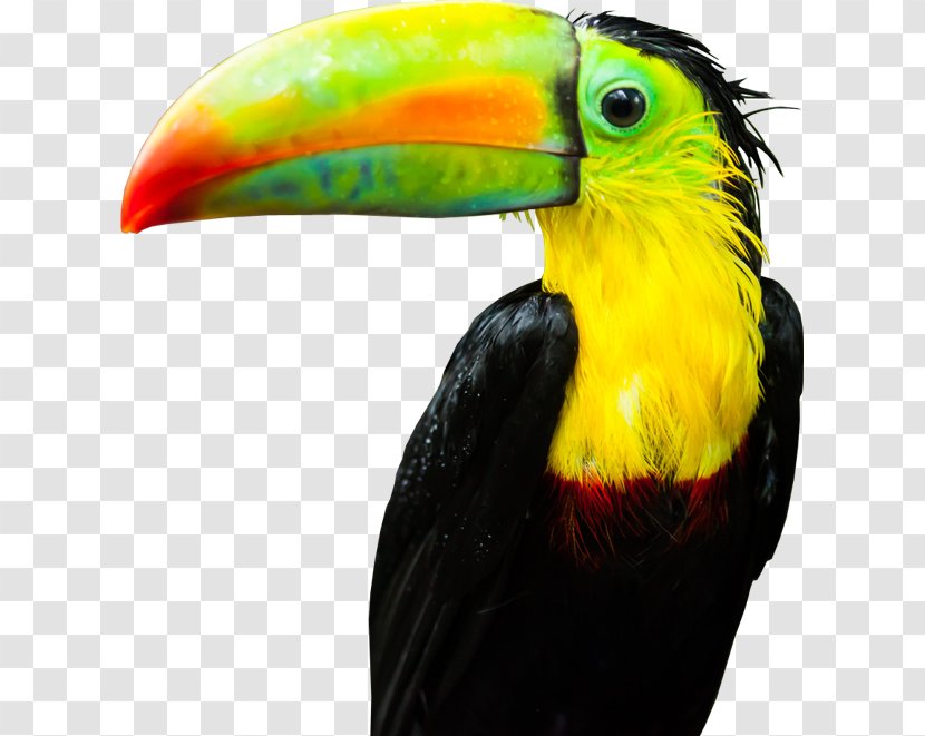 Toucan Theme Plug-in - Addon Transparent PNG