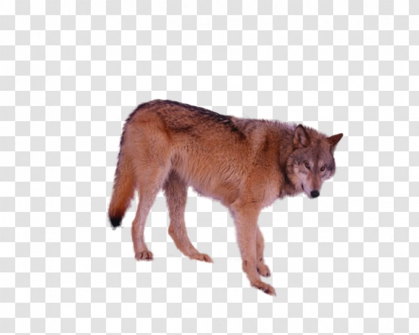 Dog Breed Irish Wolfhound Coyote Dhole - Canidae - Tube Transparent PNG