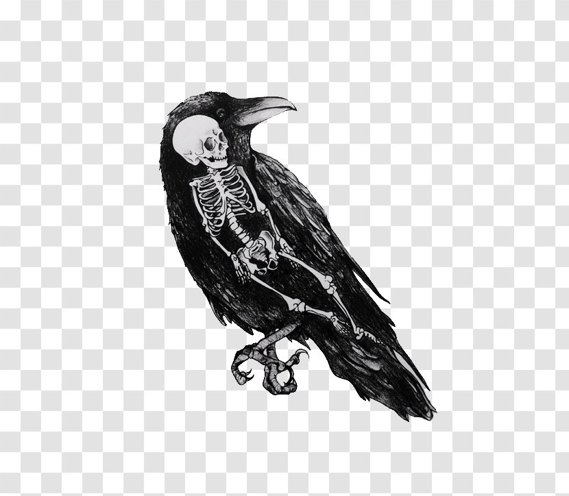 Drawing Crow Black And White Art - Raven Feather Transparent PNG