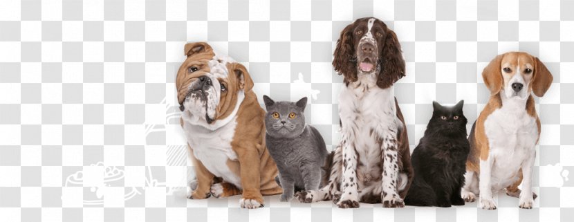 Dog Cat Veterinarian Woof 'n Tails Kennel - Like Mammal Transparent PNG